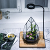 Tabletop Planter Natural Wood Board LED Succulents Grow Light Display Indoor Geometric Glass Terrarium Succulent Fern Bonsai