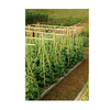 Bamboo Stake GT25058