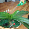 Watering Bottle Cover Sprinkler Head for Succulents