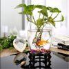 Glass hydroponic plant pot