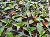 Garden Propagator Set GT23005