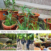 Cylindrical Emitter Drip Irrigation Pipe