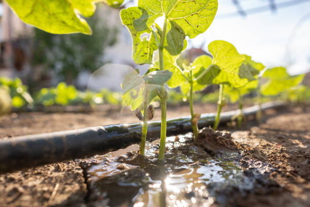 Professional Agricultural Water Drip Tape