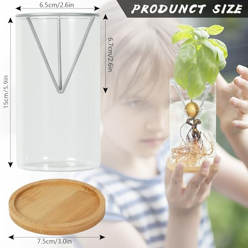 2 Pack Avocado Tree Growing Kits Growing Vase Wooden Base Avocado Seed Starter Vase Glass Plant Pot