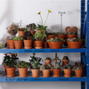 4 Inch Terra Cotta Pots with Saucer GT14037-1A