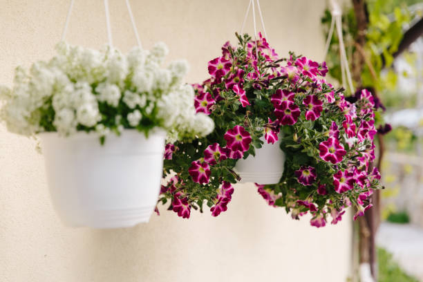 Hanging Planter Basket:Elevate Your Garden’s Aesthetic and Functionality