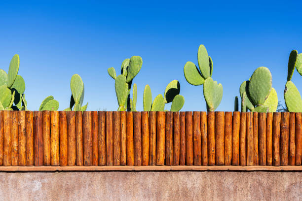istockphoto-2187203454-612x612