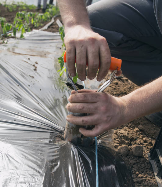 istockphoto-949391308-612x612