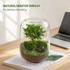 Small Glass Vase